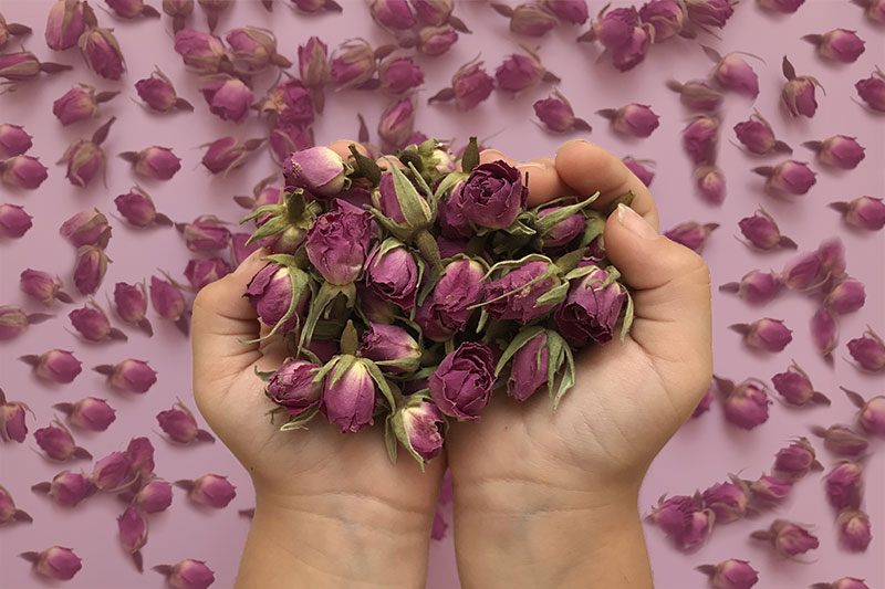 غنچه خشک گل محمدی